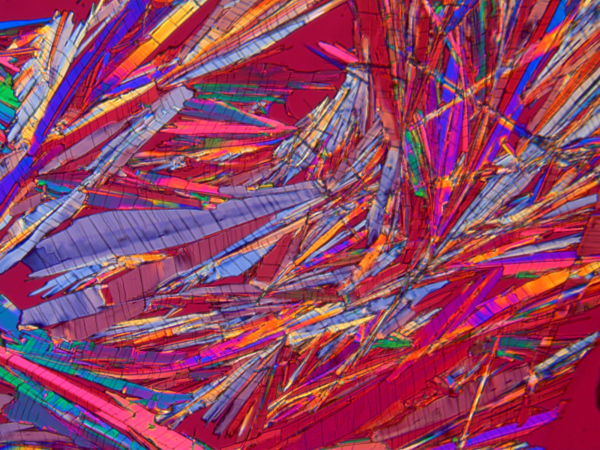 Close-up microscopic view of a plant stem