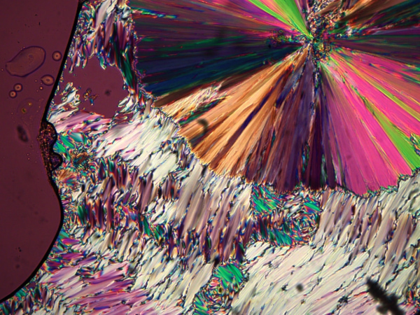 Close-up microscopic view of a plant stem