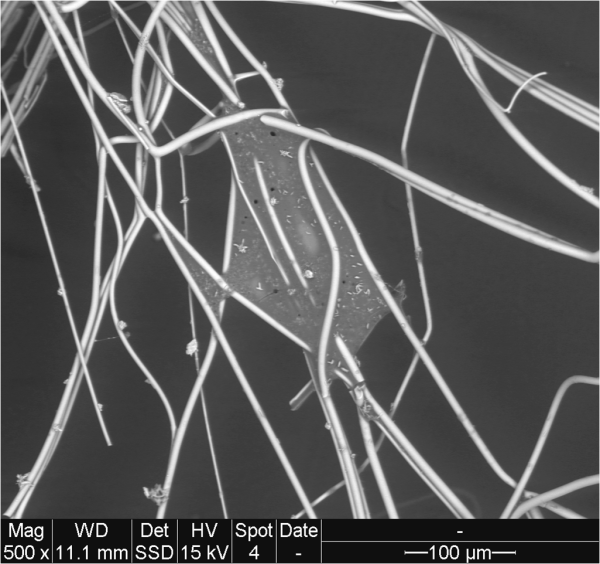 Close-up microscopic view of a plant stem