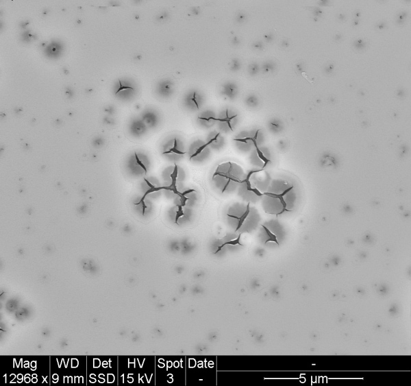 Close-up microscopic view of a plant stem