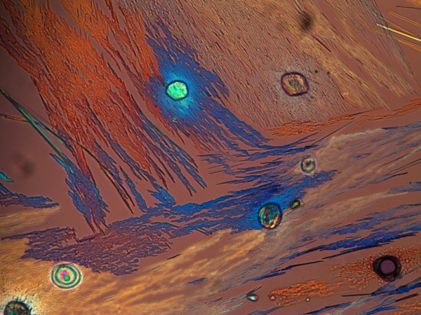 Close-up microscopic view of a plant stem