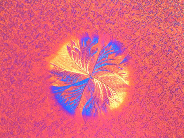Close-up microscopic view of a plant stem